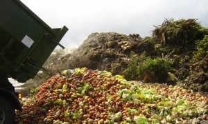 Food Waste